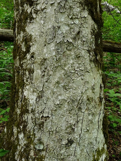 {Aesculus flava}